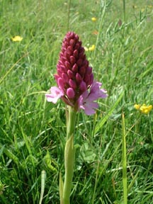 Pyramid Orchid (Photograph by Ray Hamblett)