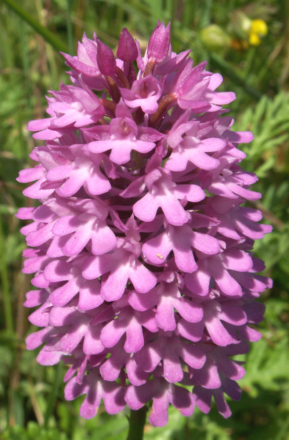 Pyramidal Orchid