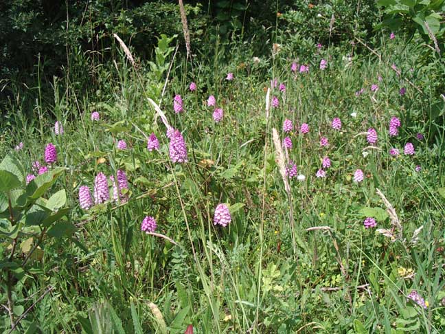 Pyramidal Orchids by the Steyning Road (Old Shoreham)