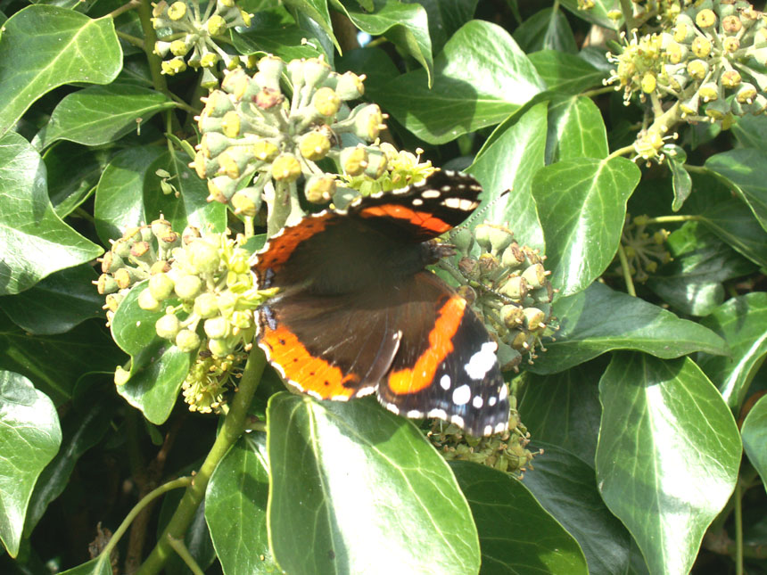 Red Admiral on Ivy