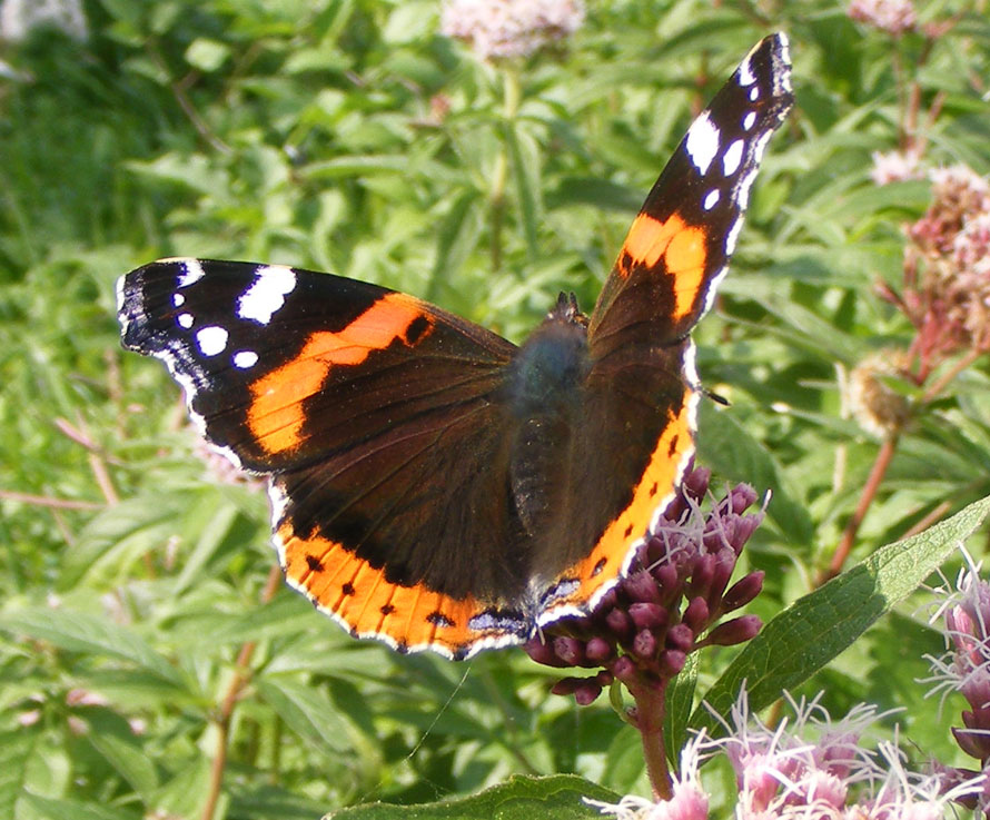 Red Admiral on the Hemp Agrimony at Cissbury