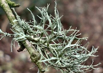 Ramalina farinacea (Photograph by Ray Hamblett)