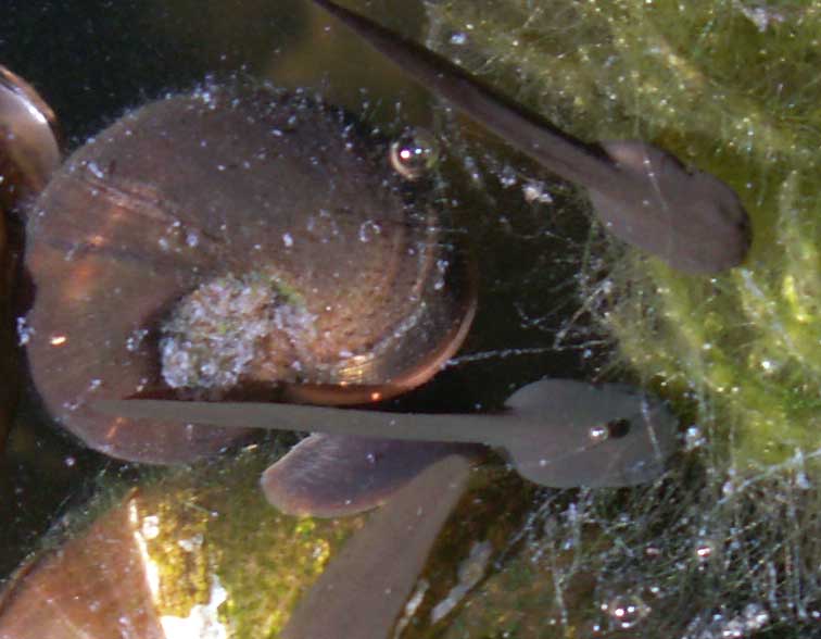 Ramshorn Snail with Tadpoles