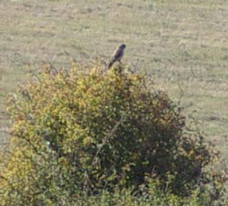 Just a speck in the distance (Photograph of this raptor by Andy Horton)