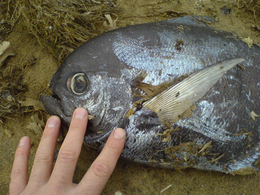 Ray's Bream (Photograph by Mark Missin)