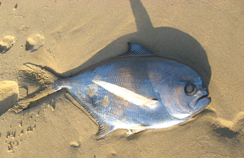 Ray's Bream (Photograph by Mike Matthams)