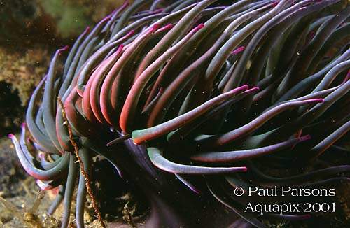 Snakelocks Anemone