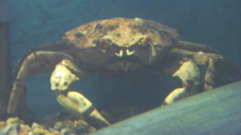 Red Crab (Photograph by Alan Jackson)