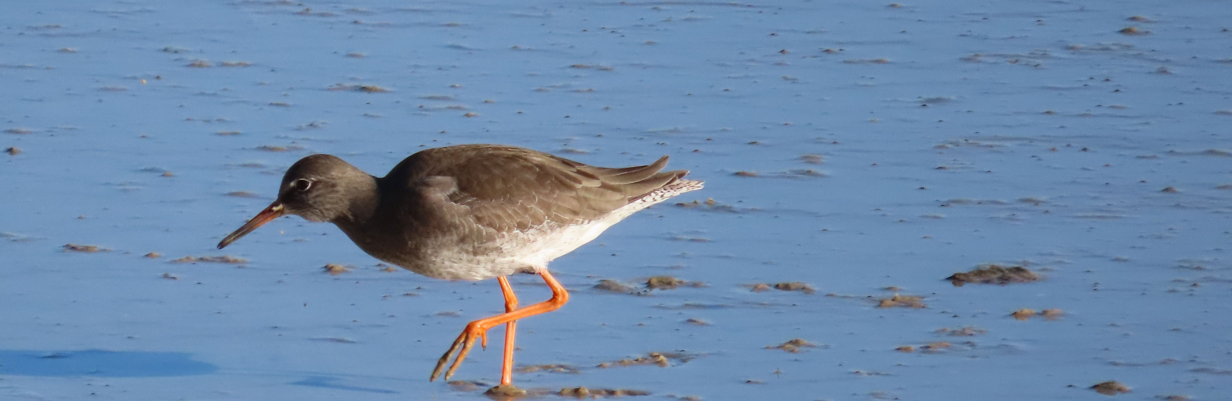 Redshank