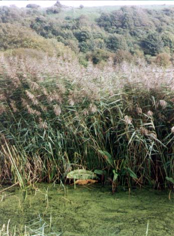 Stream near the Waterworks with extensive reedbeds (Photograph by Andy Horton)