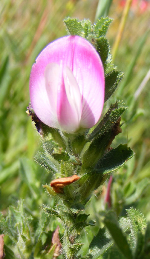 Restharrow