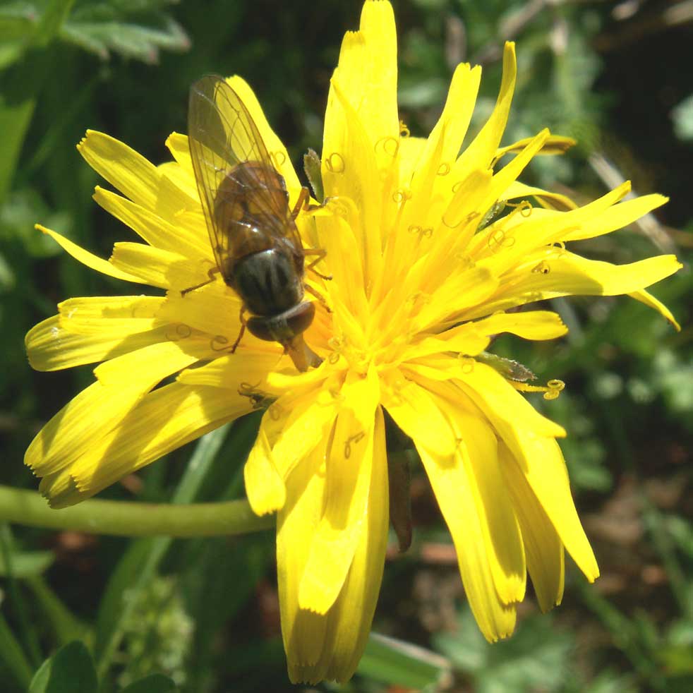 Rhingia hoverfly