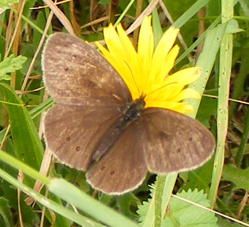 Ringlet Butterfly