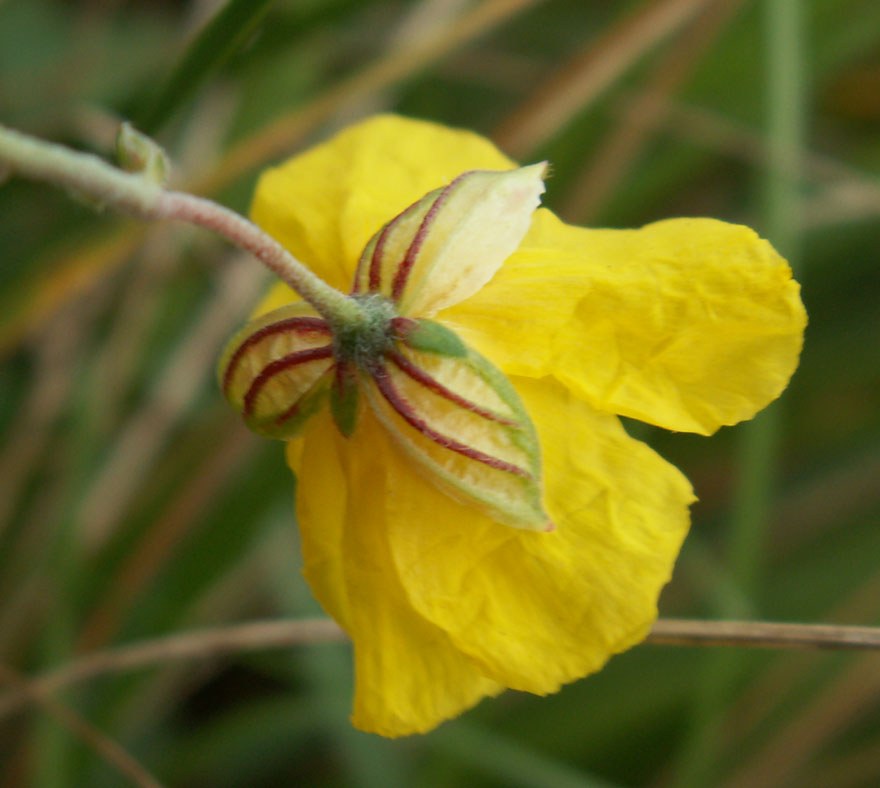 Common Rock Rose