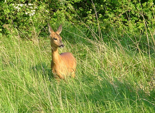 Roe Deer (Photograph by Ray Hamblett)