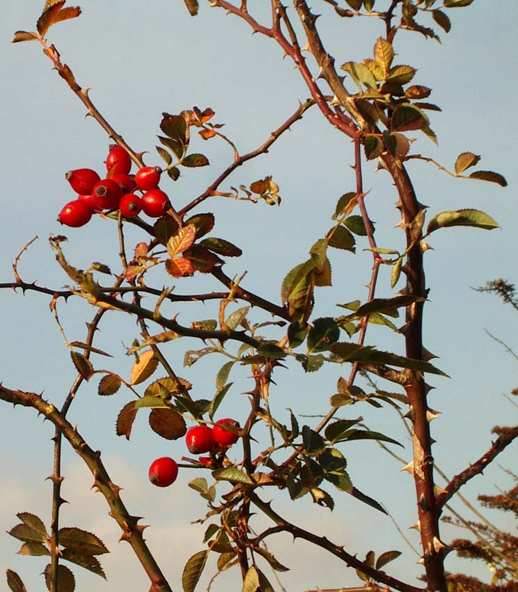 Rosehips on the path SE of the Toll Bridge (Photograph by Andy Horton)