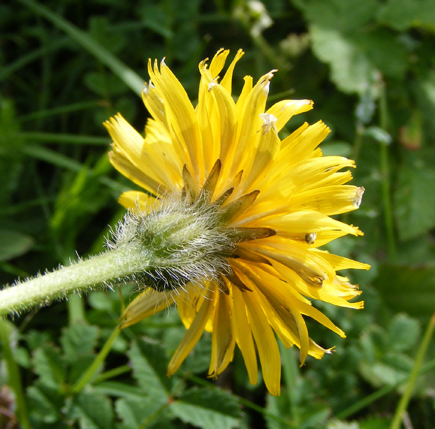 Rough Hawkbit