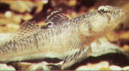 Sand Goby (Photograph by Andy Horton)