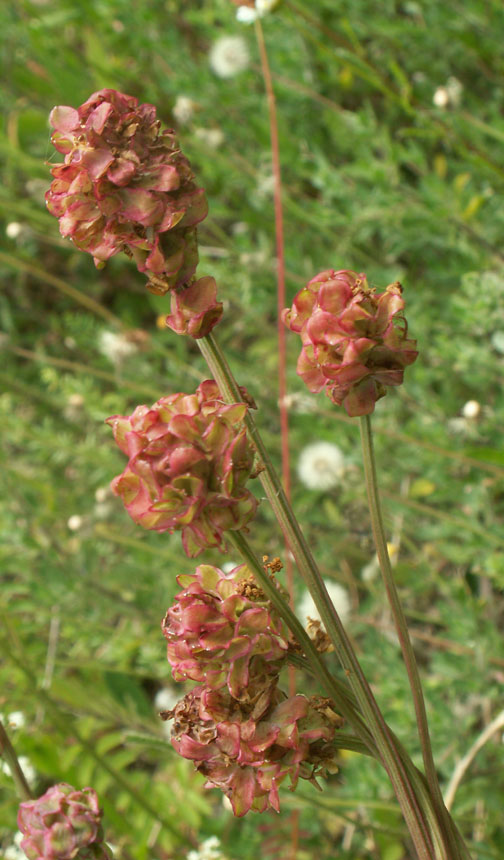 Salad Burnet on the northern bank