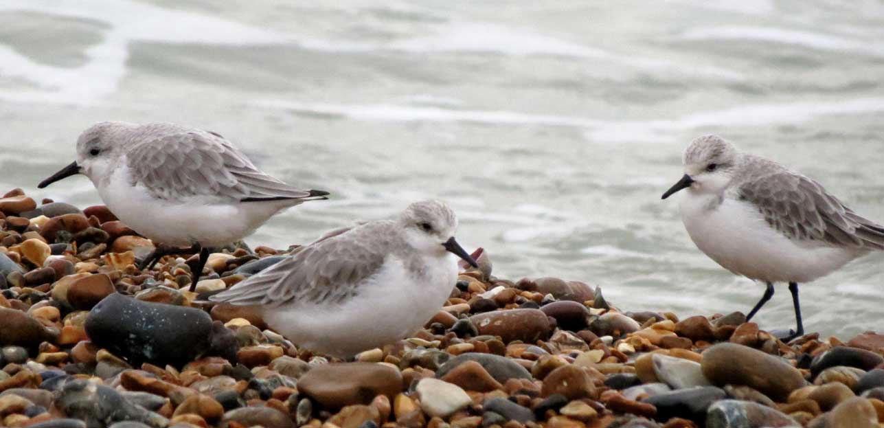 Sanderlings