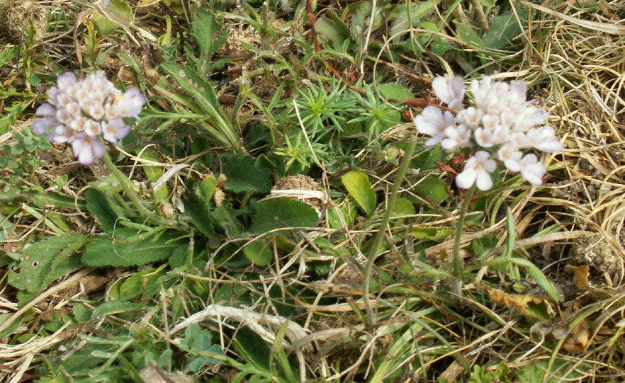 diminutive Scabious