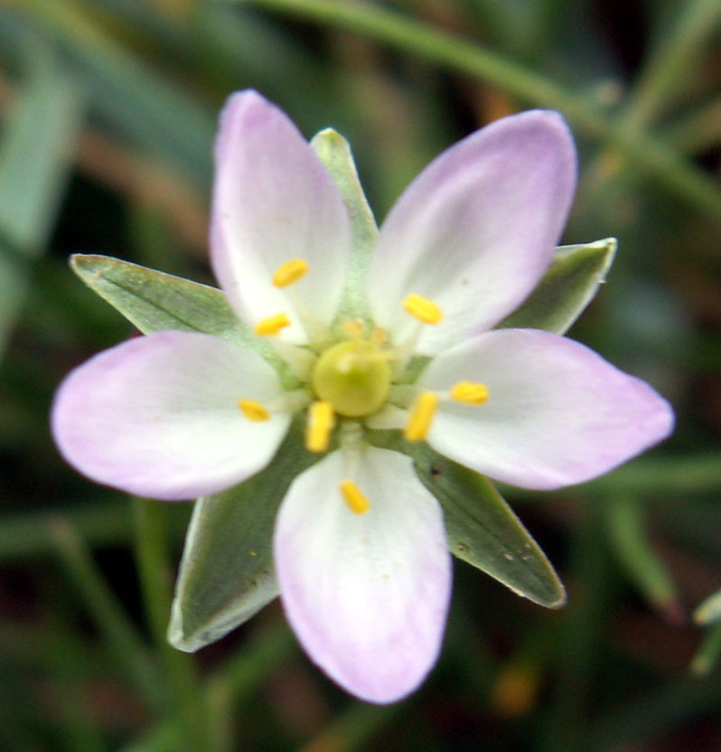 Lesser Sea-spurrey, Spergularia marina