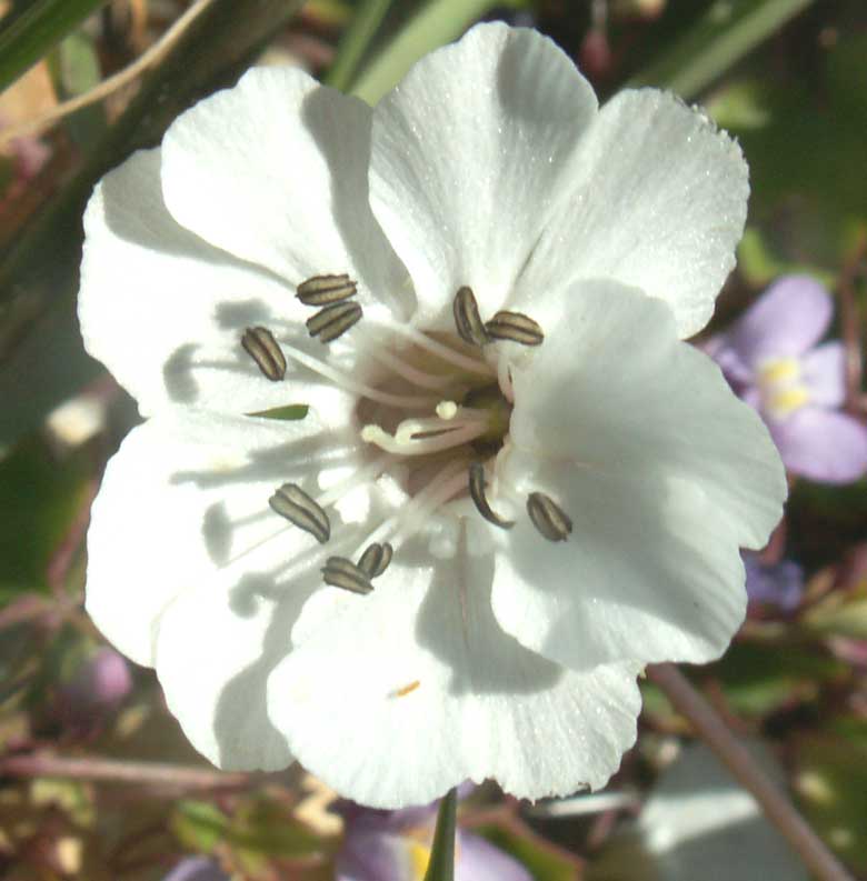 Sea Campion with anthers