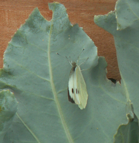 Large White Butterfly on Sea Kale