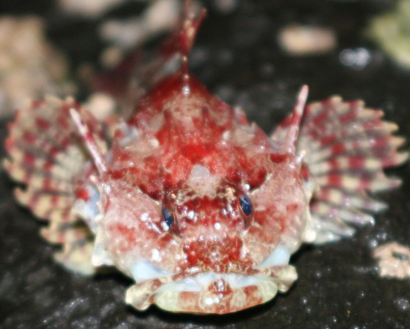 Long-spined Sea Scorpion or Bullhead (Photograph by Ronald)