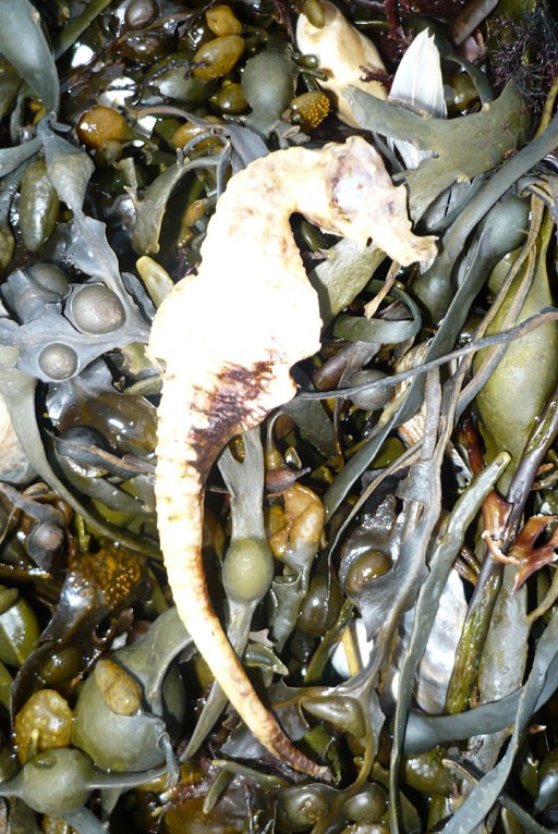 Dead Seahorse (Photograph by Craig Vernoit) on Brighton Beach