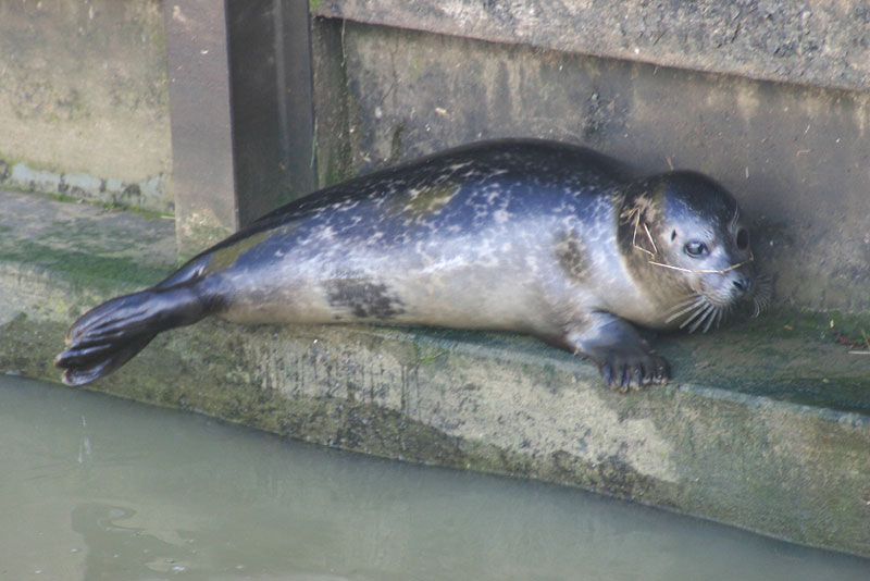 Seal Photograph by Tony Thorogood (Photony)