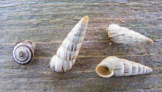 Cochlicella acuta