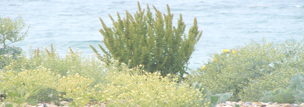 Shoreham Beach Flora