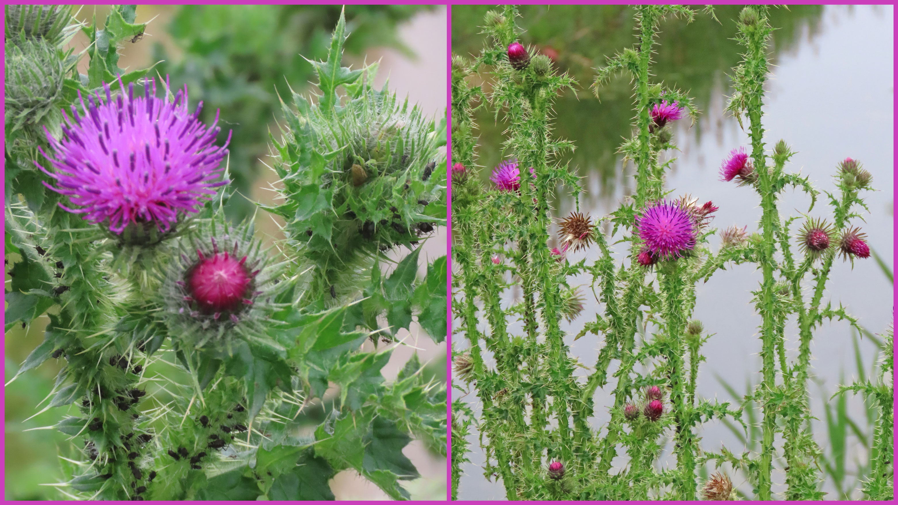 Slender Thistle