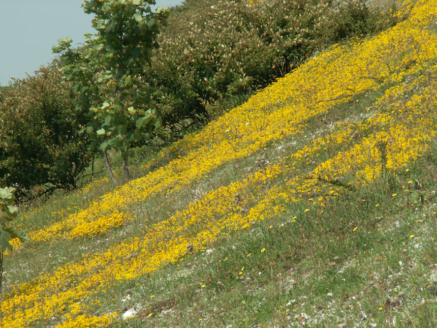 North Bank of the Slonk Hill Cutting: 30 April 2007