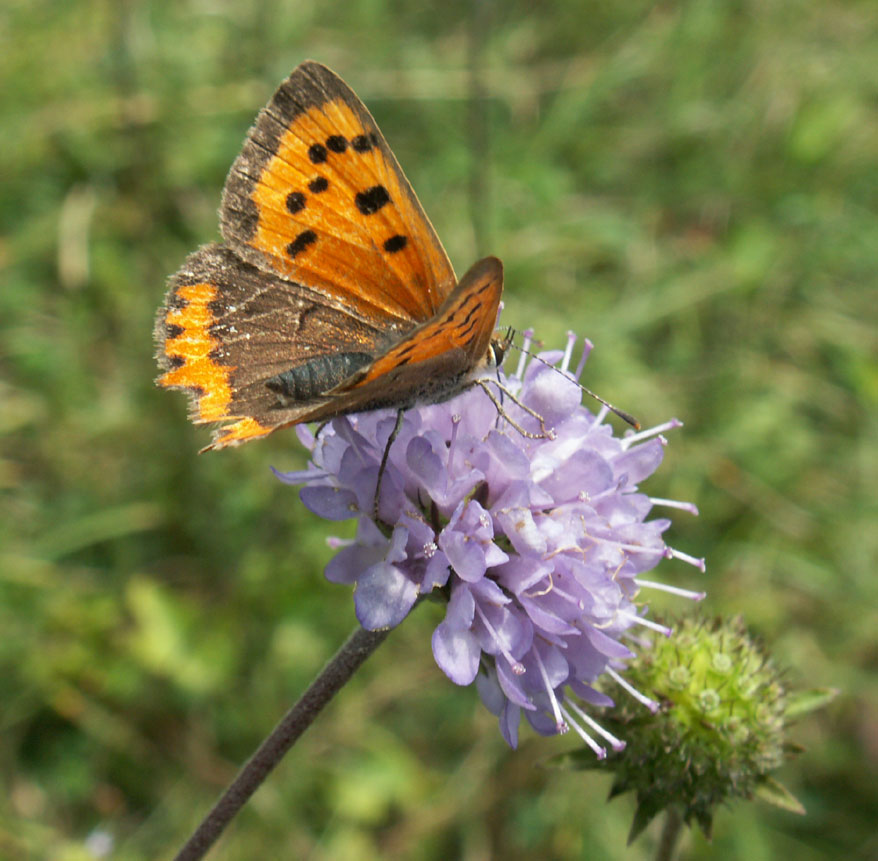 Small Copper