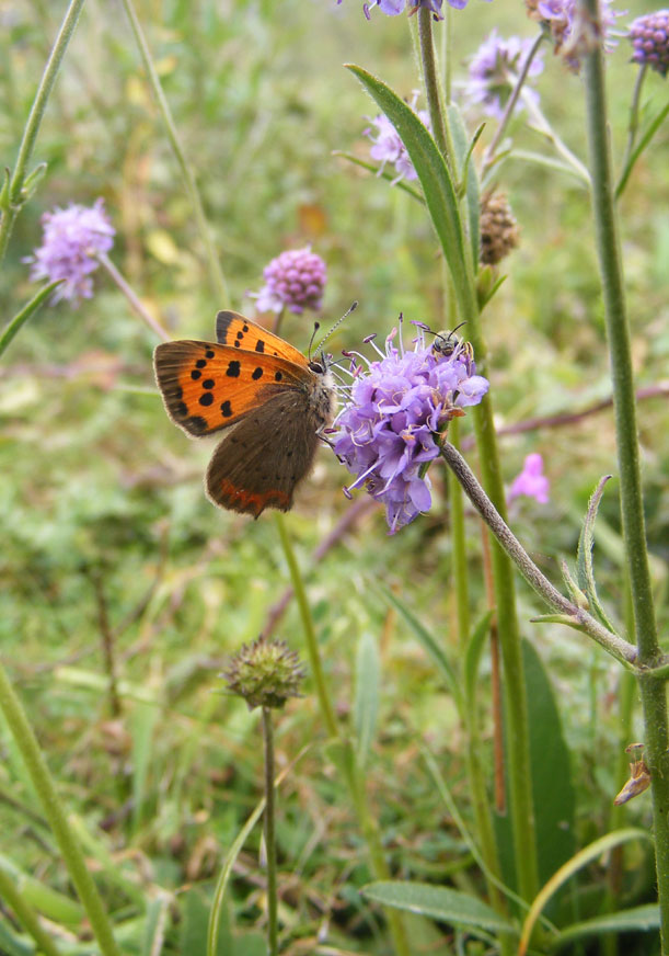 Small Copper on Mill Hill