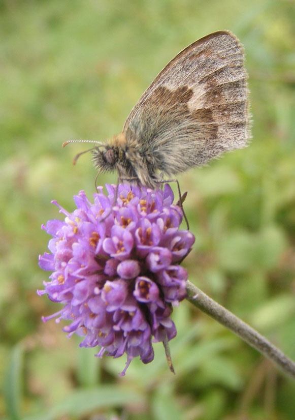 Small Heath Butterfly on Devil's Bit Scabious