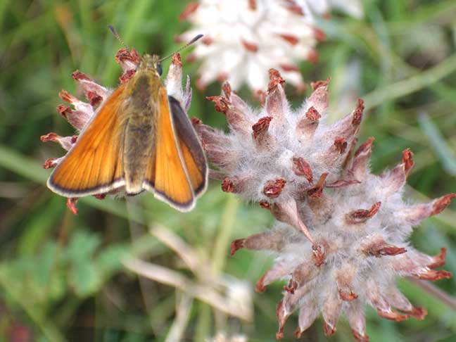 Small or Essex Skipper (Photograph by Andy Horton)