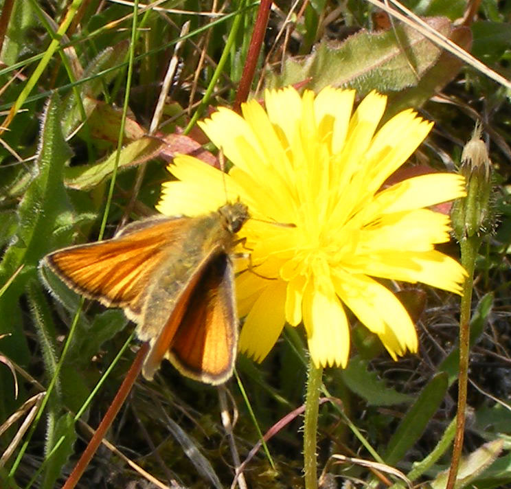 Small Skipper