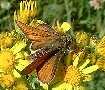 Small Skipper from Malthouse Meadow (Photograph by Ray Hamblett)