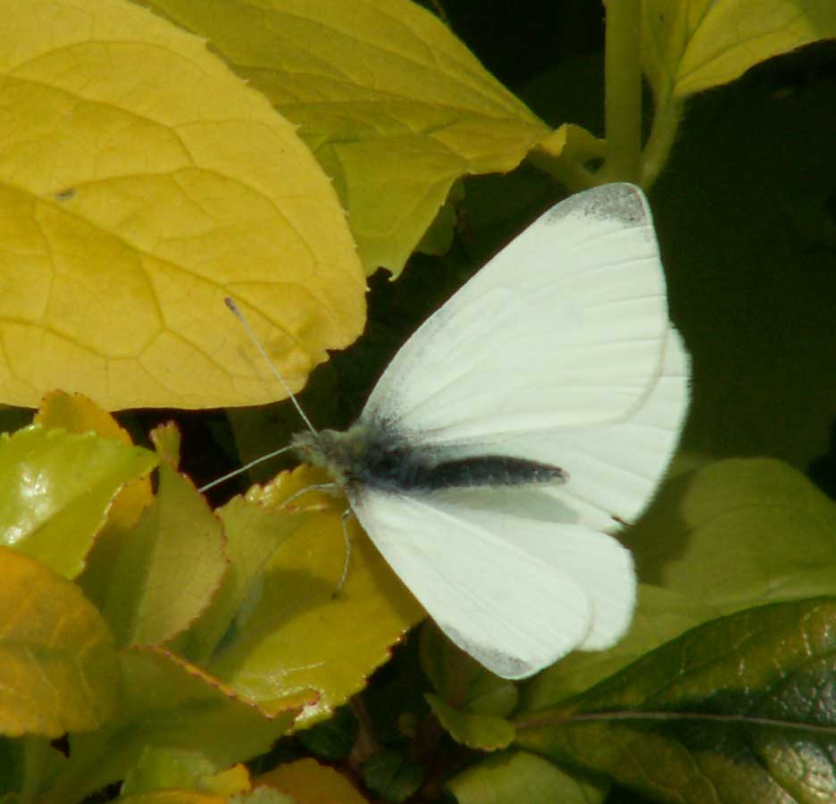 Small White Butterfly