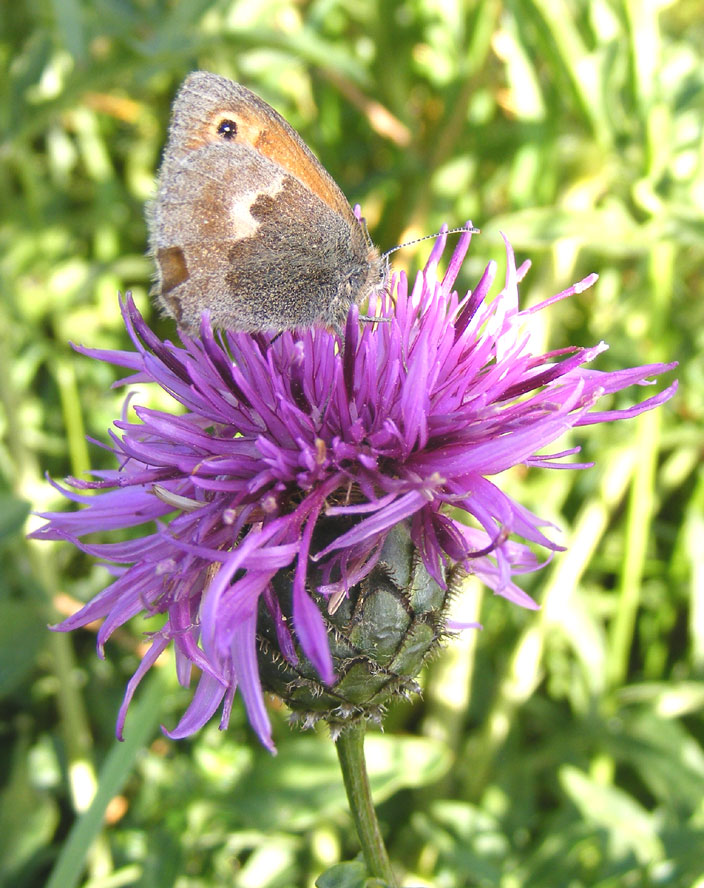 Small Heath Butterfly on a Hardhead