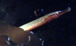 Snake Pipefish
                  (Photograph by Paul Parsons)