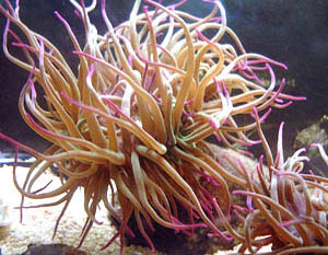 Snakelocks Anemone (Photograph by Ray Hamblett)