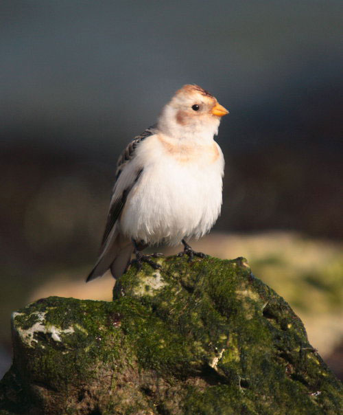 Snow Bunting