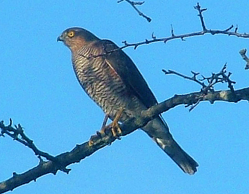 Sparrowhawk (Photograph by Ray Hamblett)