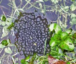 Frog Spawn  (Photograph by Ray Hamblett)