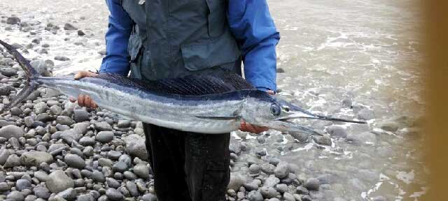 Long-billed (Atlantic) Spearfish