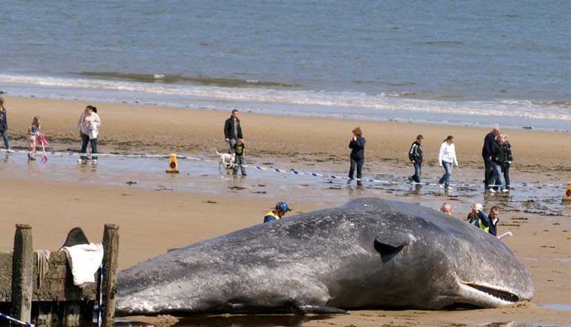 Sperm Whale at Redcar (Photograph by Chris Small)